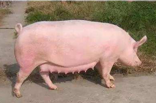 放心獸用b超機(jī)選擇合適的凱爾獸用B超